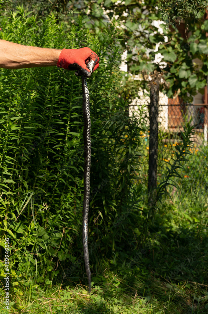 Fototapeta premium Natrix is a non-venomous snake, a long and black reptile.