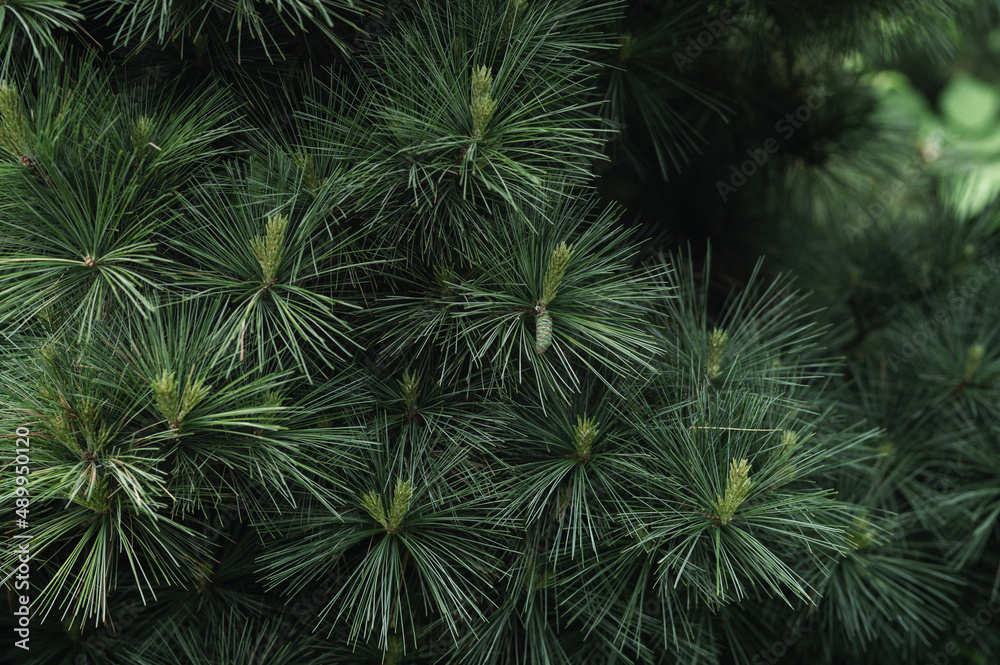 Young pine branches in the botanical garden Young pine branches in the botanical garden