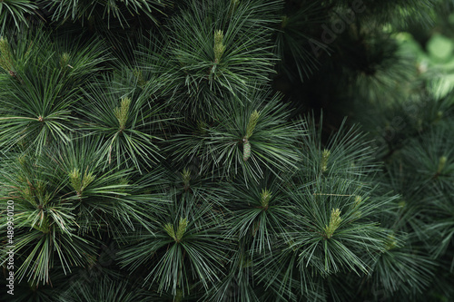 Young pine branches in the botanical garden 