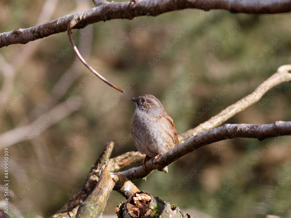 Dunnock on a branch