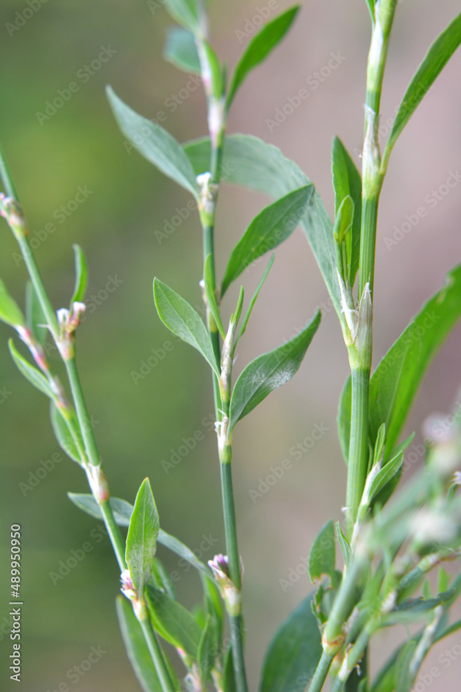 The grass Polygonum aviculare grows in nature The grass Polygonum aviculare grows in nature