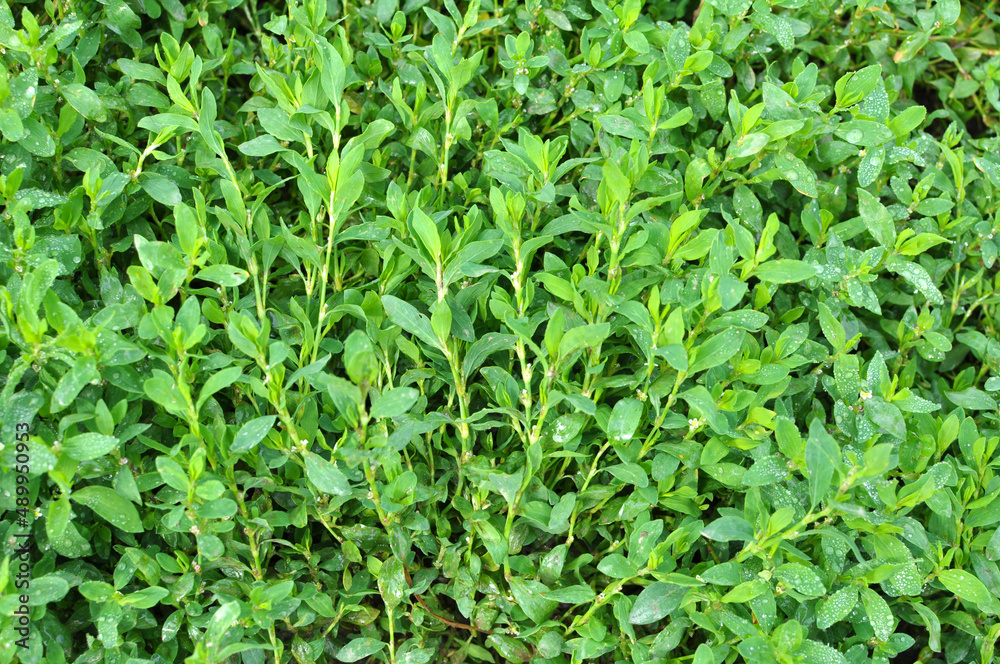 The grass Polygonum aviculare grows in nature The grass Polygonum aviculare grows in nature