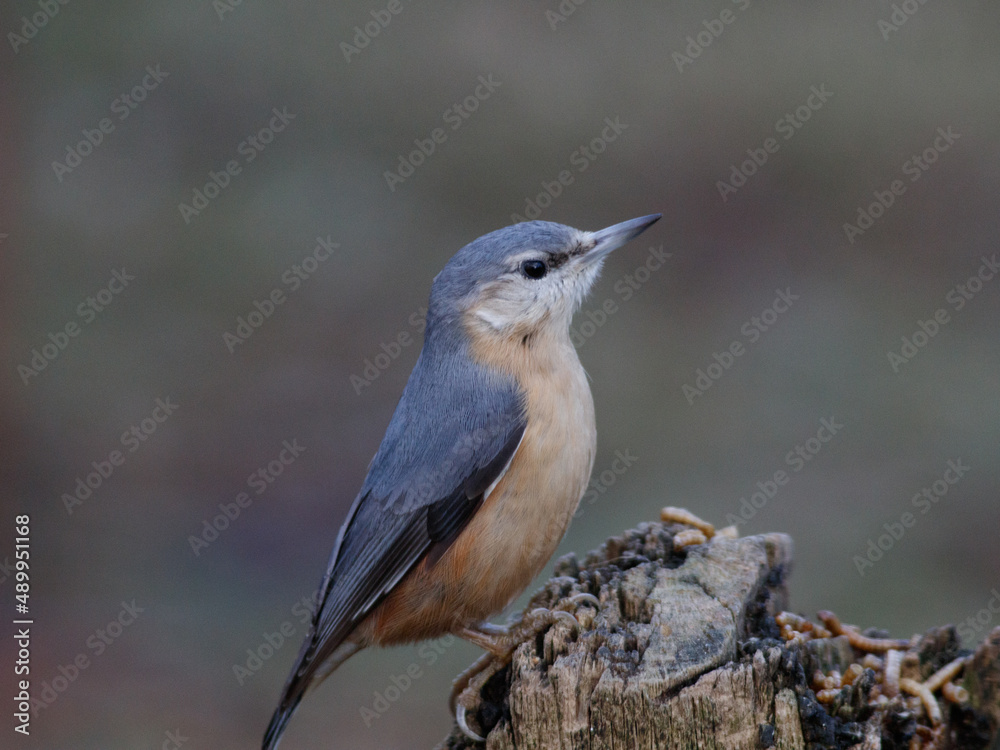 nuthatch on a trunk nuthatch on a trunk