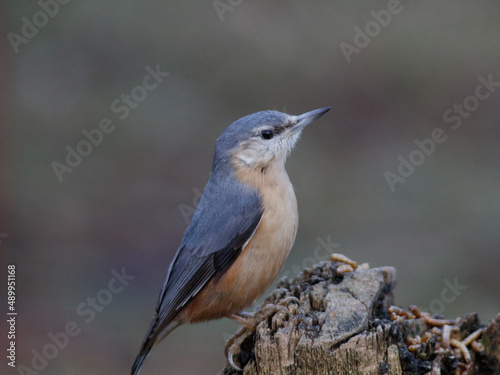 nuthatch on a trunk © tracey