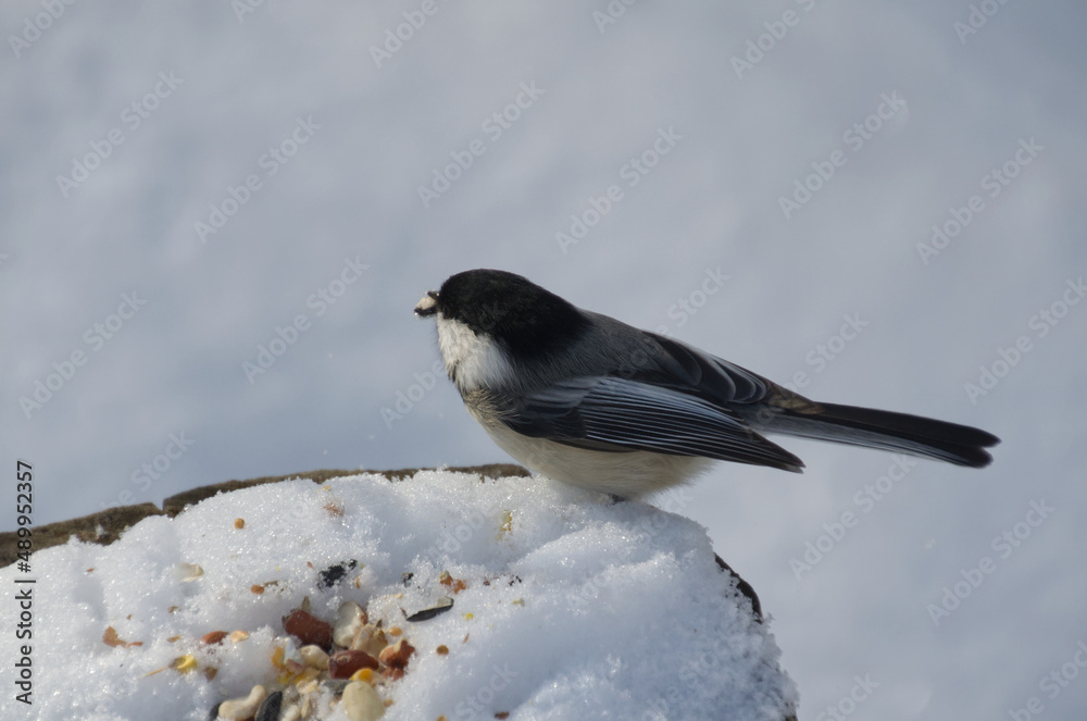 Fototapeta premium Black-capped chickadee checking out bird seeds and nuts
