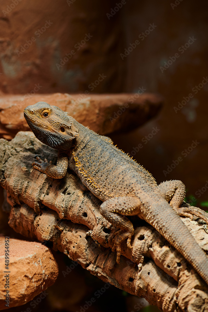 small male bearded dragon in its terrarium small male bearded dragon in its terrarium