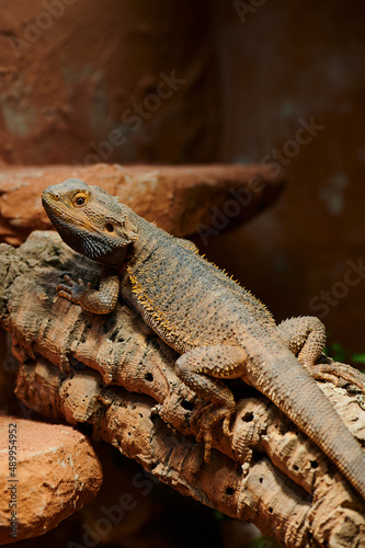 small male bearded dragon in its terrarium