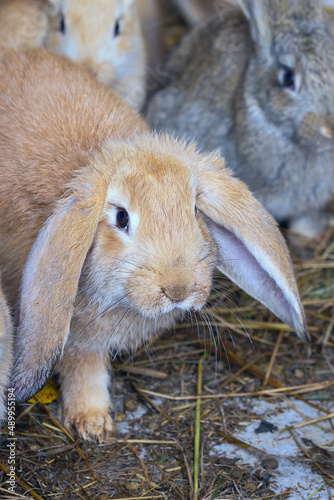 frontal view of a group of small rabbits in a cage on the hay
