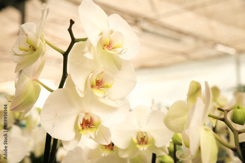 Obraz premium Phalenopsis Orchid plants in the garden in Spring