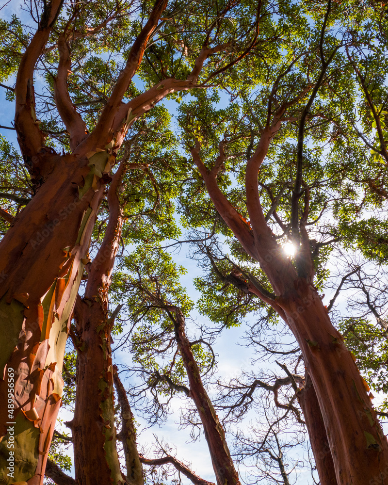 Pacific madrone (Arbutus menziesii) trees have incredible peeling red bark.  This wide angle view is looking up through branches of a single tree Stock  Photo | Adobe Stock