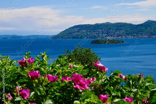Red roses in a garden above Verbania overlooking Lake Maggiore and the Barromean islands. Piedmont, Italy.