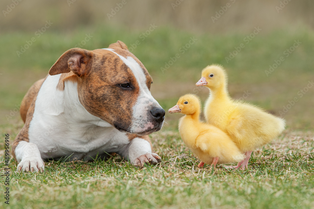 American Staffordshire terrier dog with little ducklings
