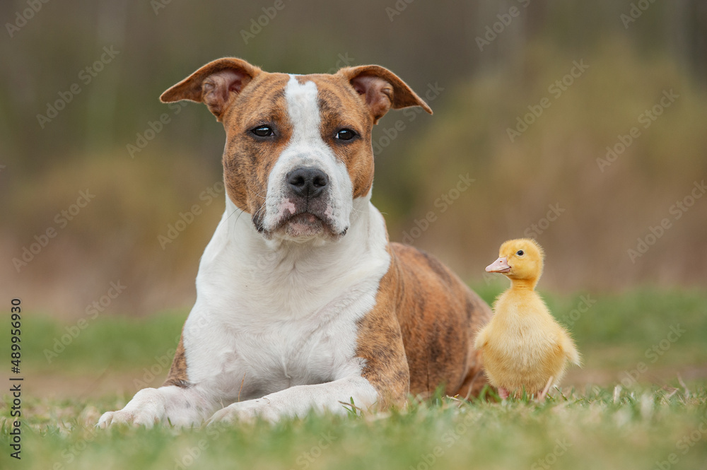 American Staffordshire terrier dog with little duckling