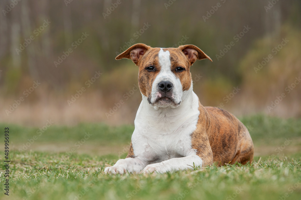 American Staffordshire terrier dog outdoors