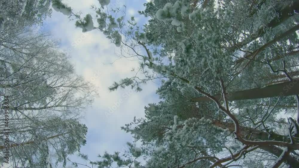 Low Angle View of a Winter Pine Forest, Walking Through the Coniferous Trees. Bottom View of the Tops of Pines in the Snow at Sunny Winter Day. The Sky Can Be Seen Through the Tops of the Pines Low Angle View of a Winter Pine Forest, Walking Through the Coniferous Trees. Bottom View of the Tops of Pines in the Snow at Sunny Winter Day. The Sky Can Be Seen Through the Tops of the Pines