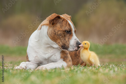 American Staffordshire terrier dog with little duckling