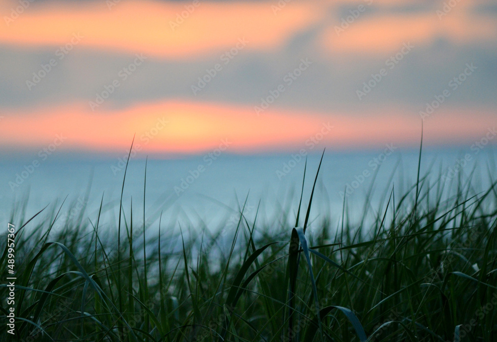 Sun sets at the Pacific Ocean behind close up of dune grass