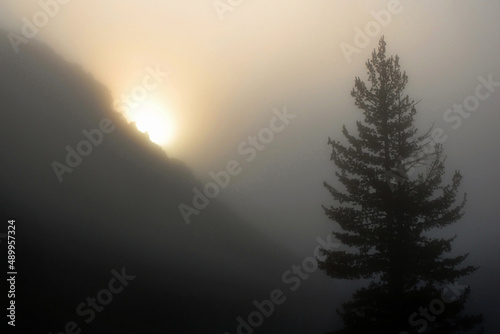 A ridge and tree is silhouetted by the sun  pushing through thick fog