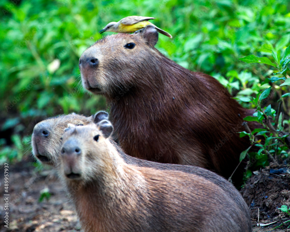 Closeup portrait of Capybara family (Hydrochoerus hydrochaeris) sitting along the riverbank with colorful bird sitting on head in the Pampas del Yacuma, Bolivia. Closeup portrait of Capybara family (Hydrochoerus hydrochaeris) sitting along the riverbank with colorful bird sitting on head in the Pampas del Yacuma, Bolivia.