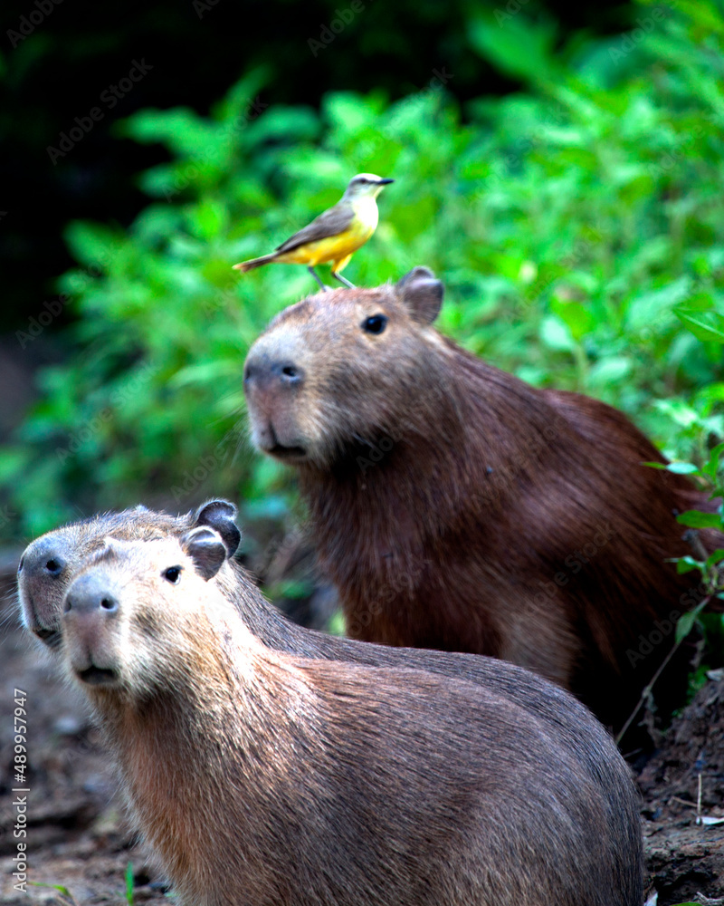 Naklejka premium Closeup portrait of Capybara family (Hydrochoerus hydrochaeris) sitting along the riverbank with colorful bird sitting on head in the Pampas del Yacuma, Bolivia.