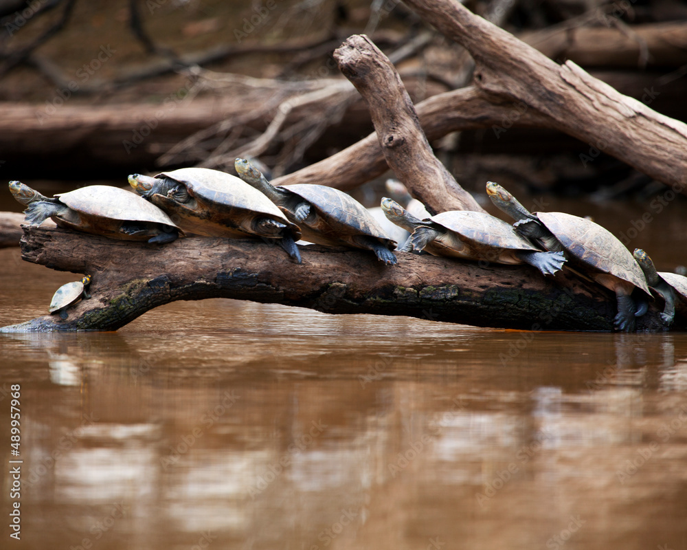 Obraz premium Closeup portrait of Yellow-spotted River turtles (Podocnemis unifilis) sitting on log with reflection in water in the Pampas del Yacuma, Bolivia.