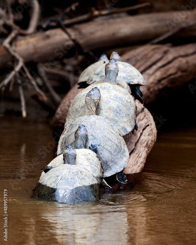 Closeup portrait of Yellow-spotted River turtles (Podocnemis unifilis) sitting on log with reflection in water in the Pampas del Yacuma, Bolivia.