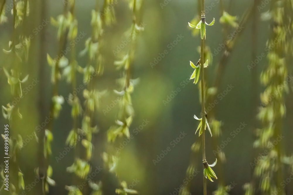 Weeping willow branches with springtime blooming green buds, blurred background Weeping willow branches with springtime blooming green buds, blurred background
