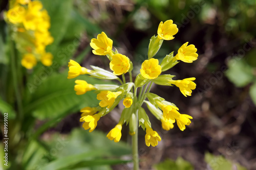 Macro photography of a slightly blurred wild yellow flower. Natural background.