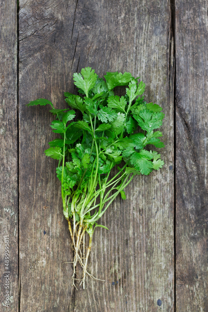 fresh and aromatic cilantro herbs on grey table fresh and aromatic cilantro herbs on grey table