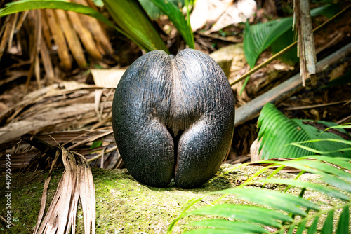 Fototapeta Naklejka Na Ścianę i Meble -  Coco de mer, sea coconut or double coconut (Lodoicea maldivica) is a rare, giant fruit of the Lodoicea palm tree that grows only in the Praslin and Curieuse in the Seychelles