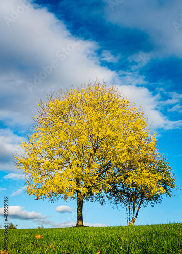 tree on a meadow