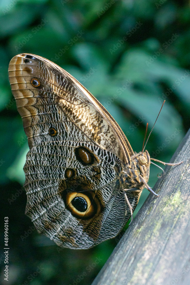 Fototapeta premium butterfly on a tree