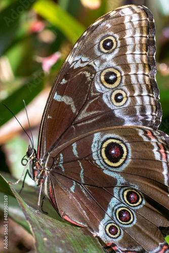 butterfly on leaf © Eduardo