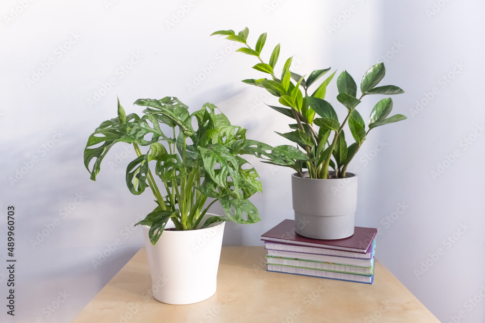 Zamioculcas with monstera adansonii in pot on table against gray wall background home gardening concept.