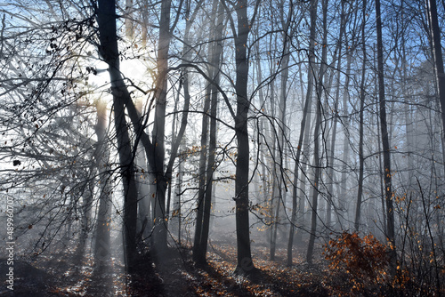 Der Nebel im Wald löst sich durch die Sonneneinstrahlung auf