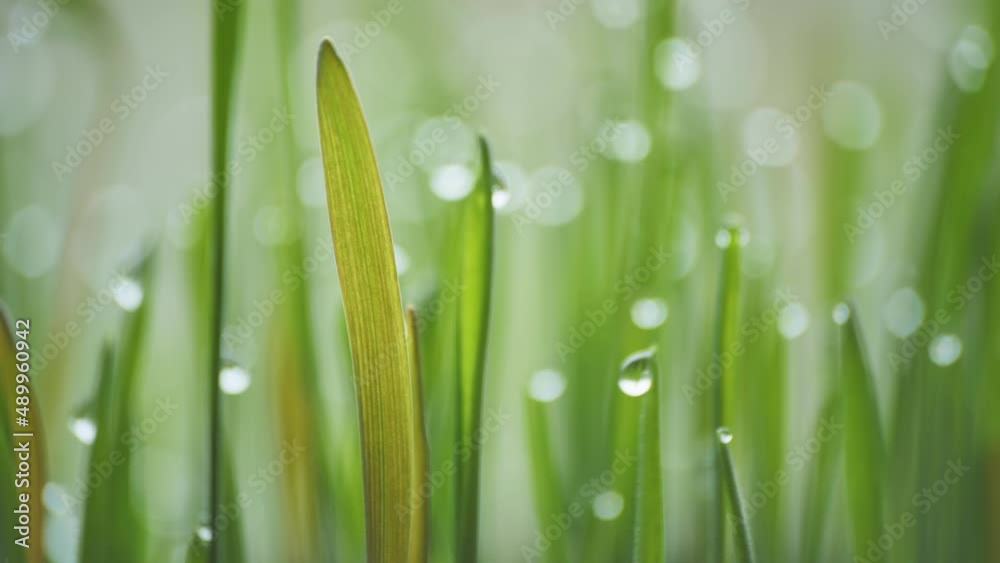 Young sprouts grass with dew. Video using a slider. Young sprouts grass with dew. Video using a slider.