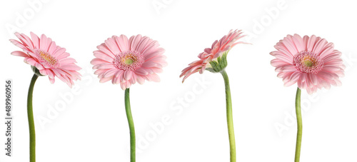 Set with beautiful pink gerbera flowers on white background. Banner design