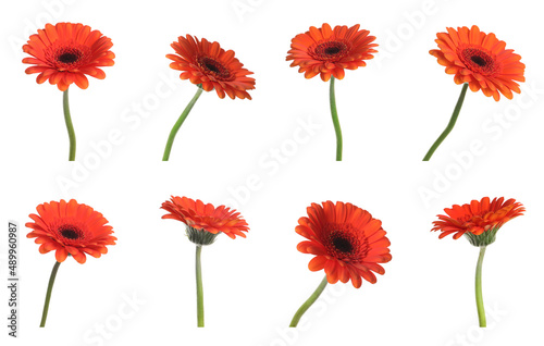 Set with beautiful red gerbera flowers on white background