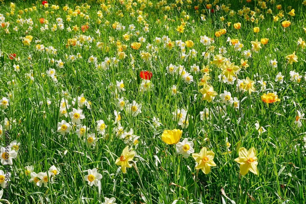 White and yellow daffodils blooming in spring, sea of flowers.