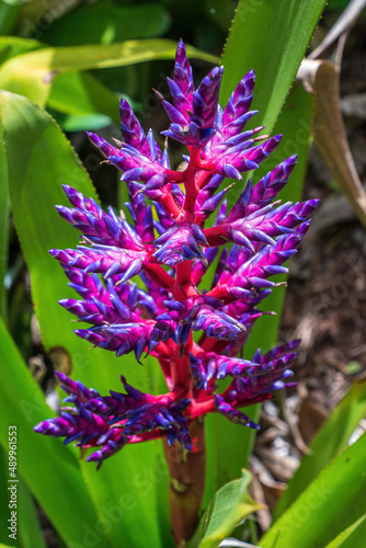 Aechmea 'Blue Tango' bromeliad cultivar - Davie, Florida, USA photo