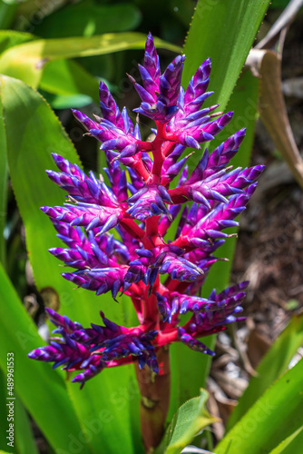 Aechmea 'Blue Tango' bromeliad cultivar - Davie, Florida, USA