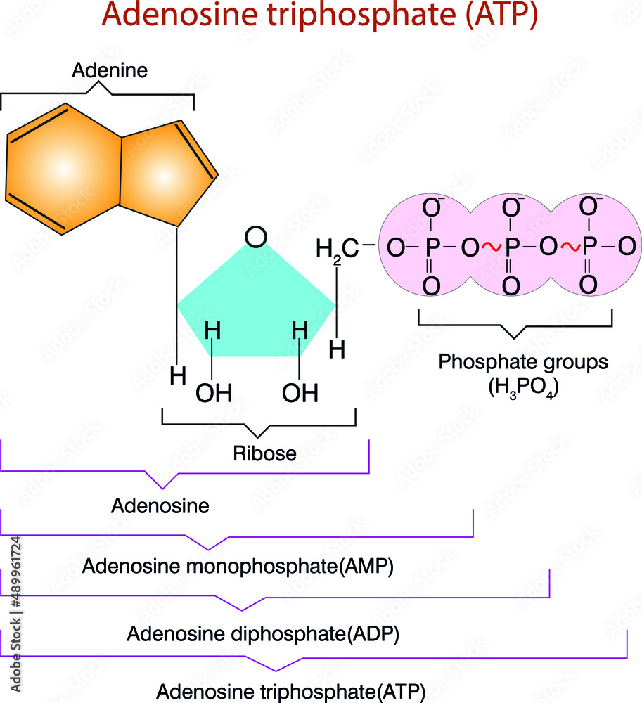 adenosine triphosphate (ATP), energy-carrying molecule found in the ...