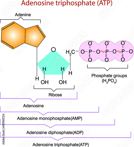 adenosine triphosphate (ATP), energy-carrying molecule found in the cells of all living things