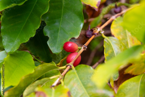 organically grown coffee tree