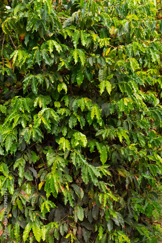 organically grown coffee tree