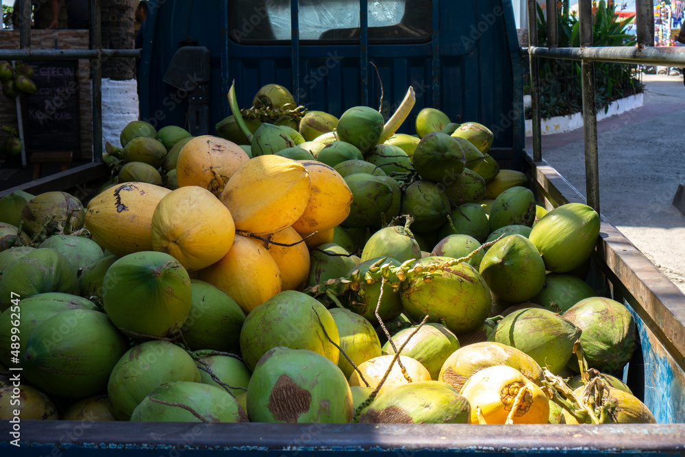 Pile of fresh coconuts transported on a pick up truck for selling. Tropical green and yellow fruits