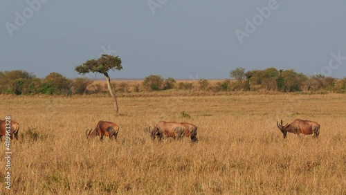 Coastal Topi - Damaliscus lunatus, highly social antelope, subspecies of common tsessebe, occur in Kenya, formerly found in Somalia, from reddish brown to black color, grazing in large savannah. photo