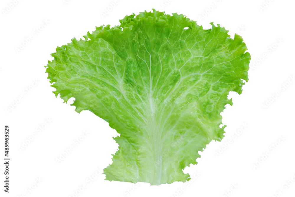 Lettuce. Salad leaf isolated on white background with clipping path.