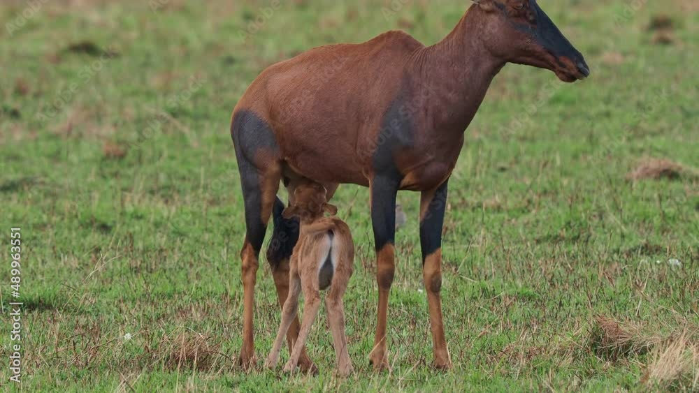 Vídeo do Stock Coastal Topi Damaliscus lunatus, highly social