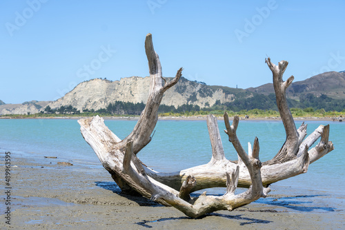 Driftwood log on muddy edge of Uawa River